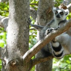 Le cadeau de Noël parfait : un Voyage Madagascar all inclusive