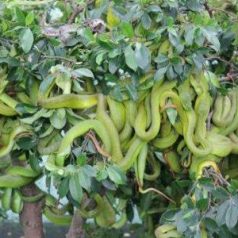 La ferme aux serpents de Dong Tam