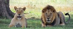 lions-175934__340