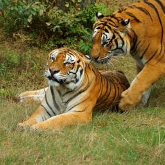  » Le serengeti : le park et ses espèces animales à voir « 