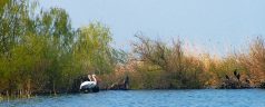 Dalmatian_Pelican_and_Great_Cormorant_in_danube_delta