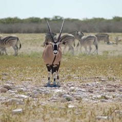 2 endroits incontournables à inclure dans un itinéraire de voyage en Namibie