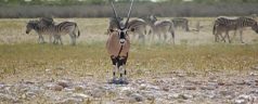 2 endroits incontournables à inclure dans un itinéraire de voyage en Namibie