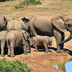 Les 5 meilleures choses à faire en Afrique du Sud