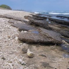 Top 3 des bonnes raisons pour partir en vacances à l’île de La Réunion