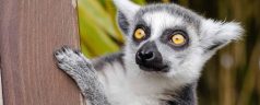 lemur-1045220_1280