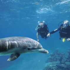 Plongée à Rangiroa : 4 espèces sous-marine que vous pouvez être sûr de croiser