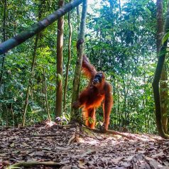 Visiter Bukit Lawang : comment réussir son séjour ?