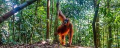 Visiter Bukit Lawang : comment réussir son séjour ?