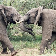 Safari voyage : les meilleurs circuits à visiter à travers le monde