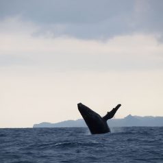 Tout savoir sur l’île Sainte Marie