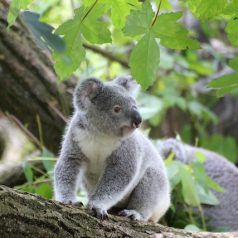 Top trois des États australiens où côtoyer des koalas