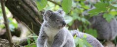 Top trois des États australiens où côtoyer des koalas