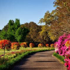 Top 3 des plus beaux jardins botaniques à visiter à travers le monde