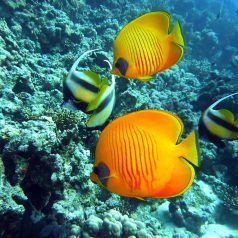 5 plus beaux spots à envisager pour faire de la plongée sous-marine