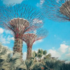 Comment réussir un voyage à Singapour avec un petit budget ?