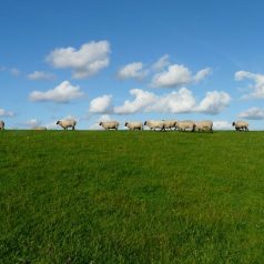 Séjours à la ferme en famille