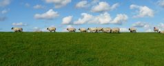 Séjours à la ferme en famille
